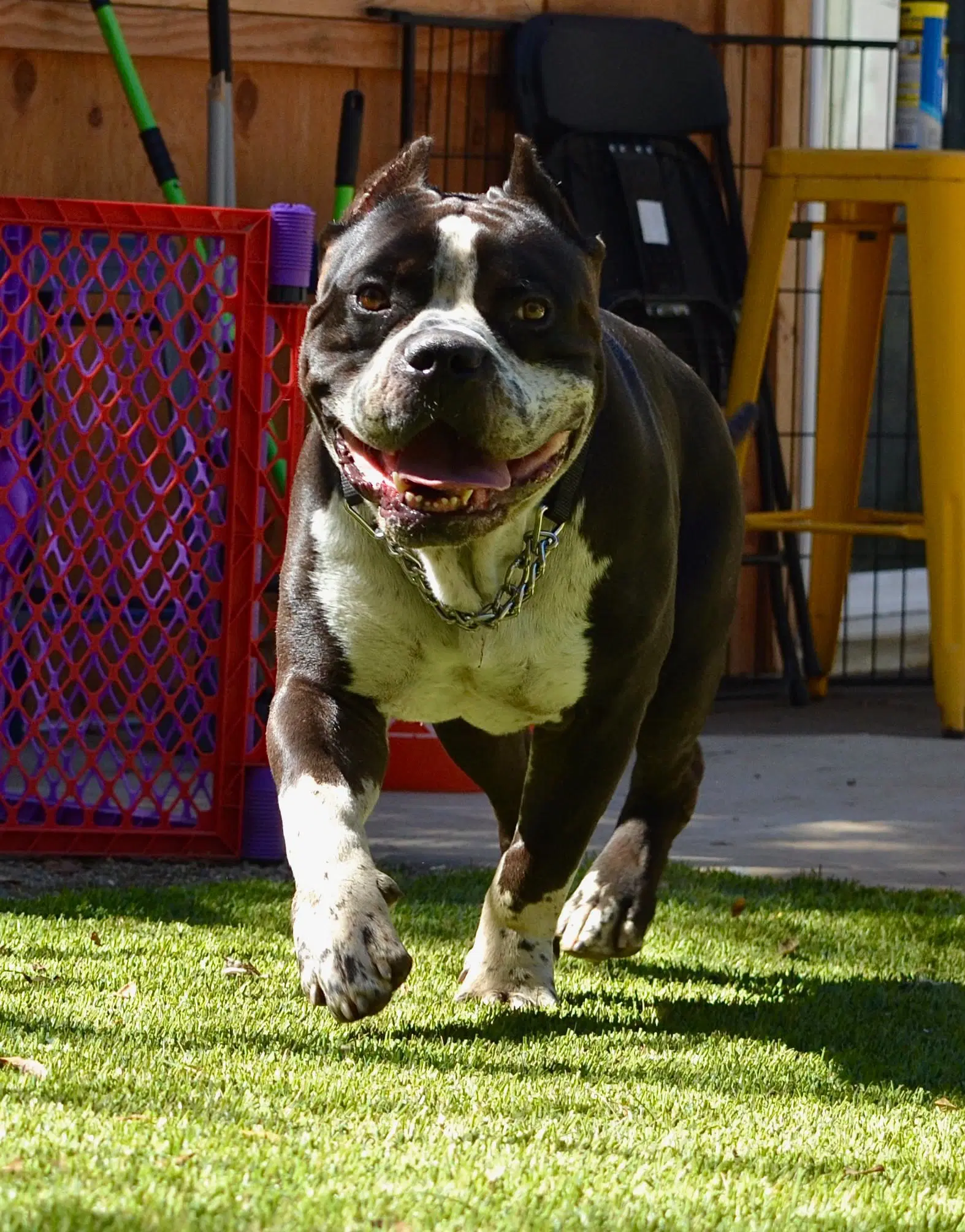 Brutus image 2