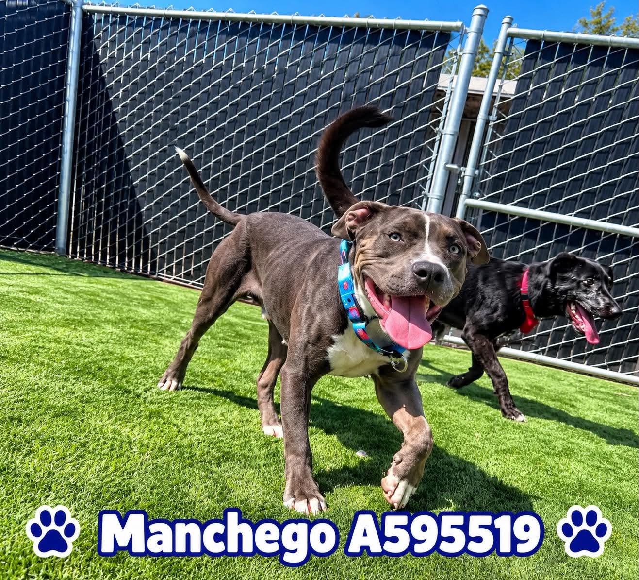 Manchego Aka Manny image 3