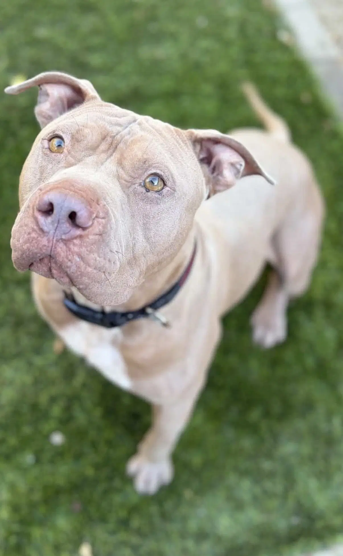 Rocky - American Staffordshire Terrier