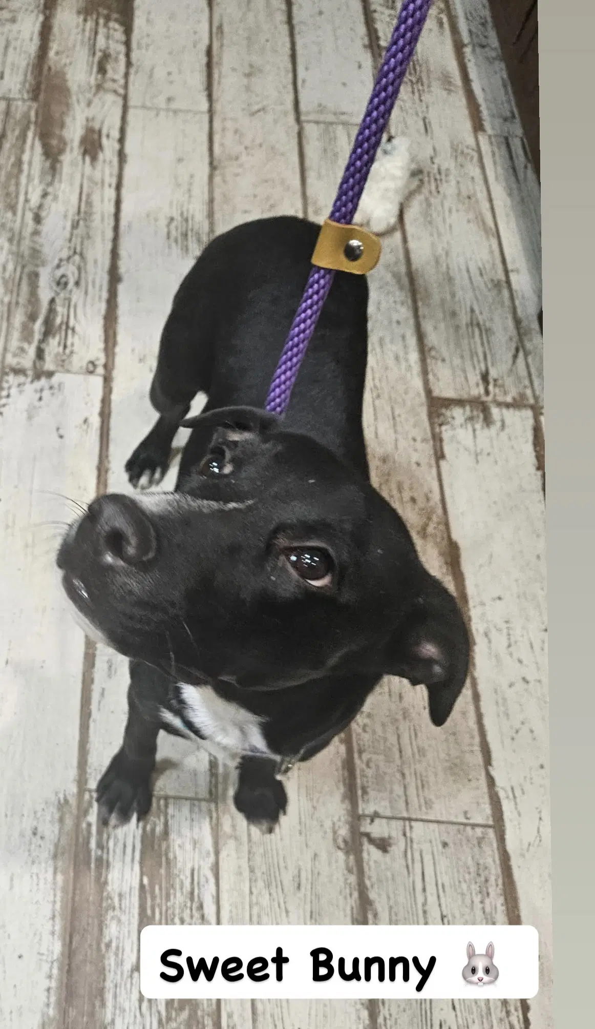 Bunny - American Staffordshire Terrier