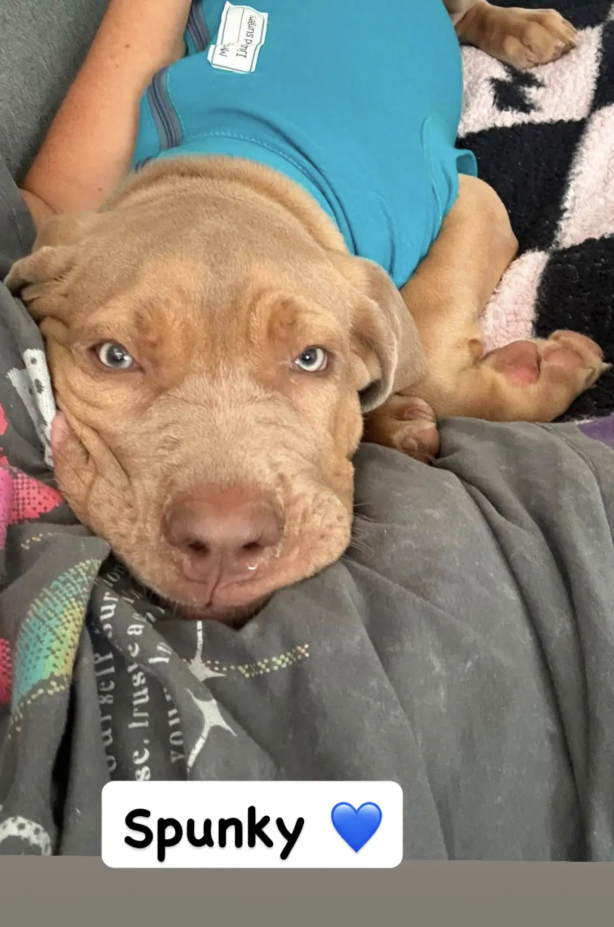 Spunky - American Staffordshire Terrier