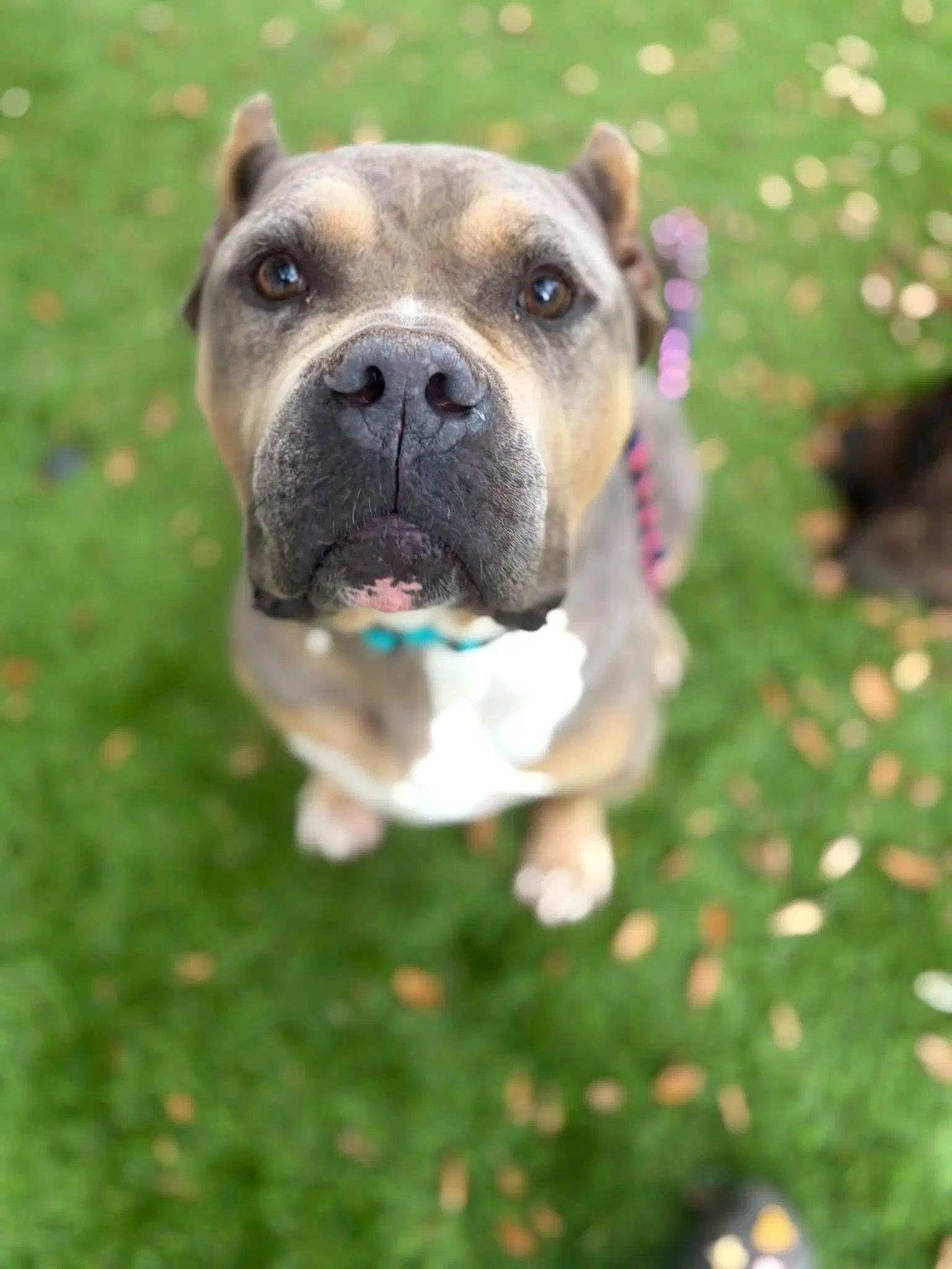 Mufasa - American Staffordshire Terrier