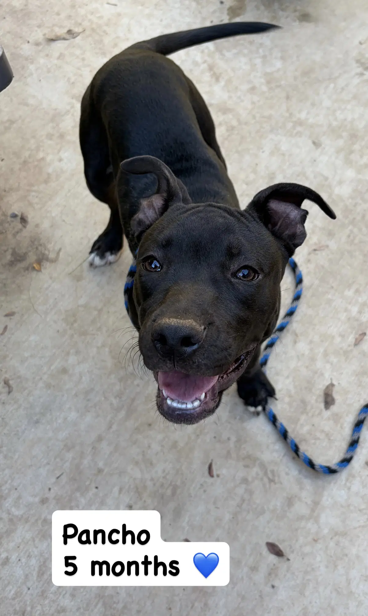 Pancho - American Staffordshire Terrier