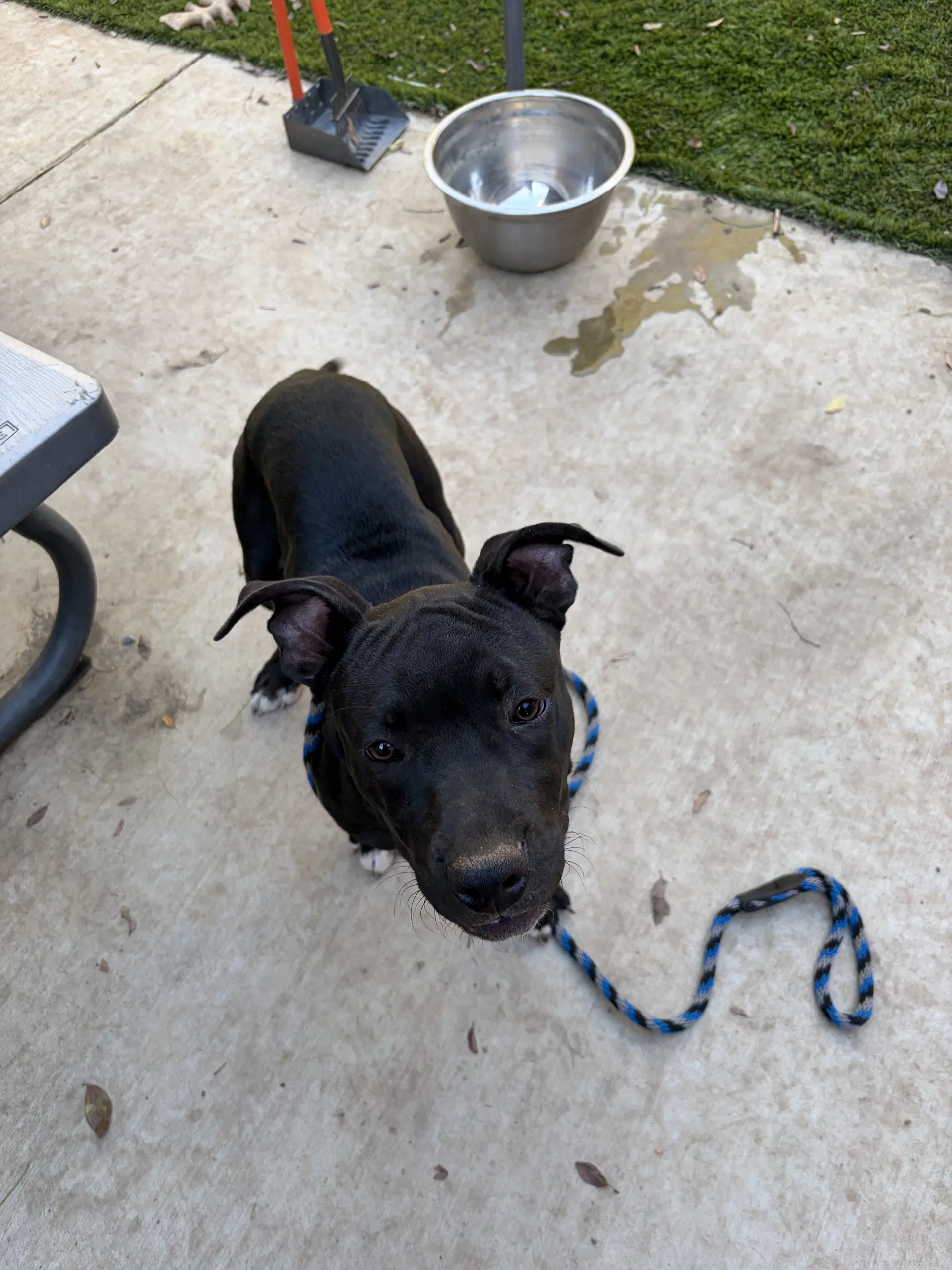Pancho image 3