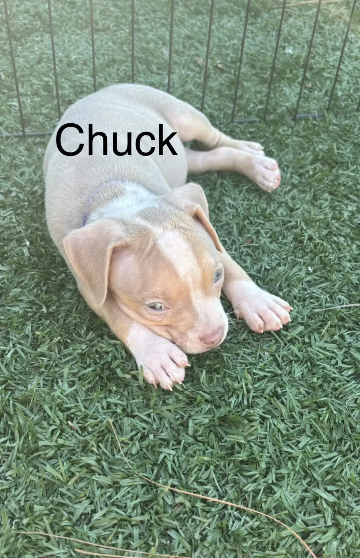 Sweeties Treats- Chuck - American Staffordshire Terrier
