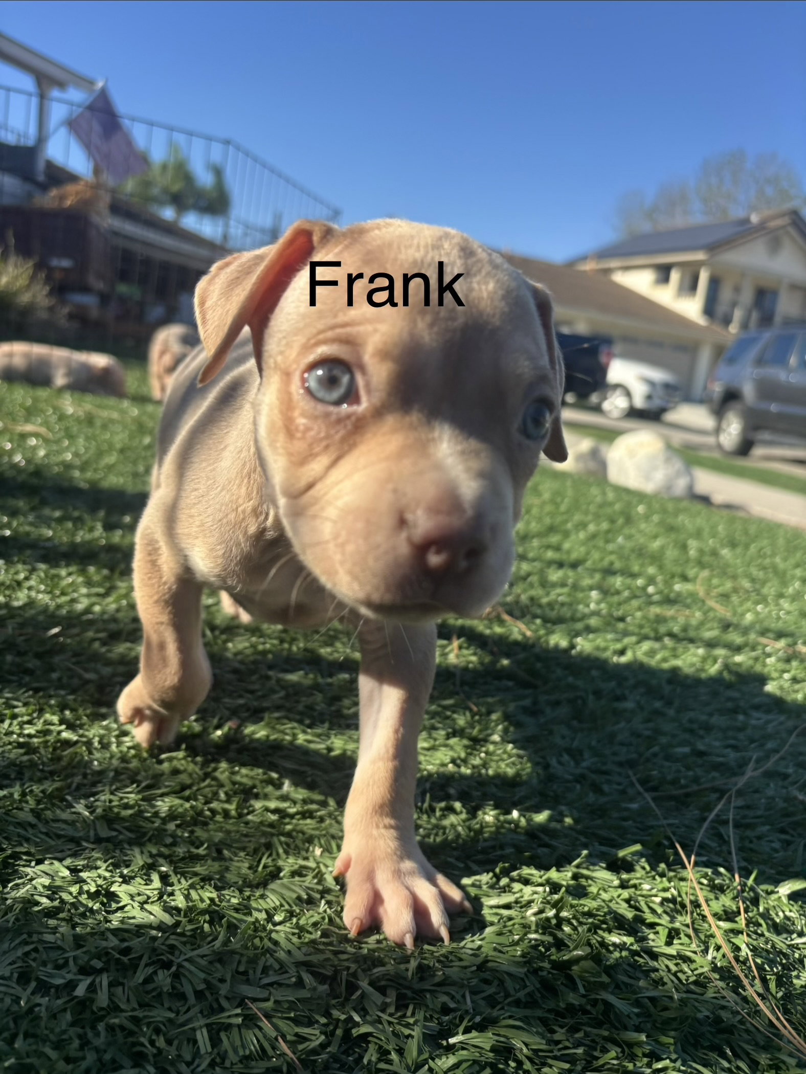 Sweetie’s Treats- Frank