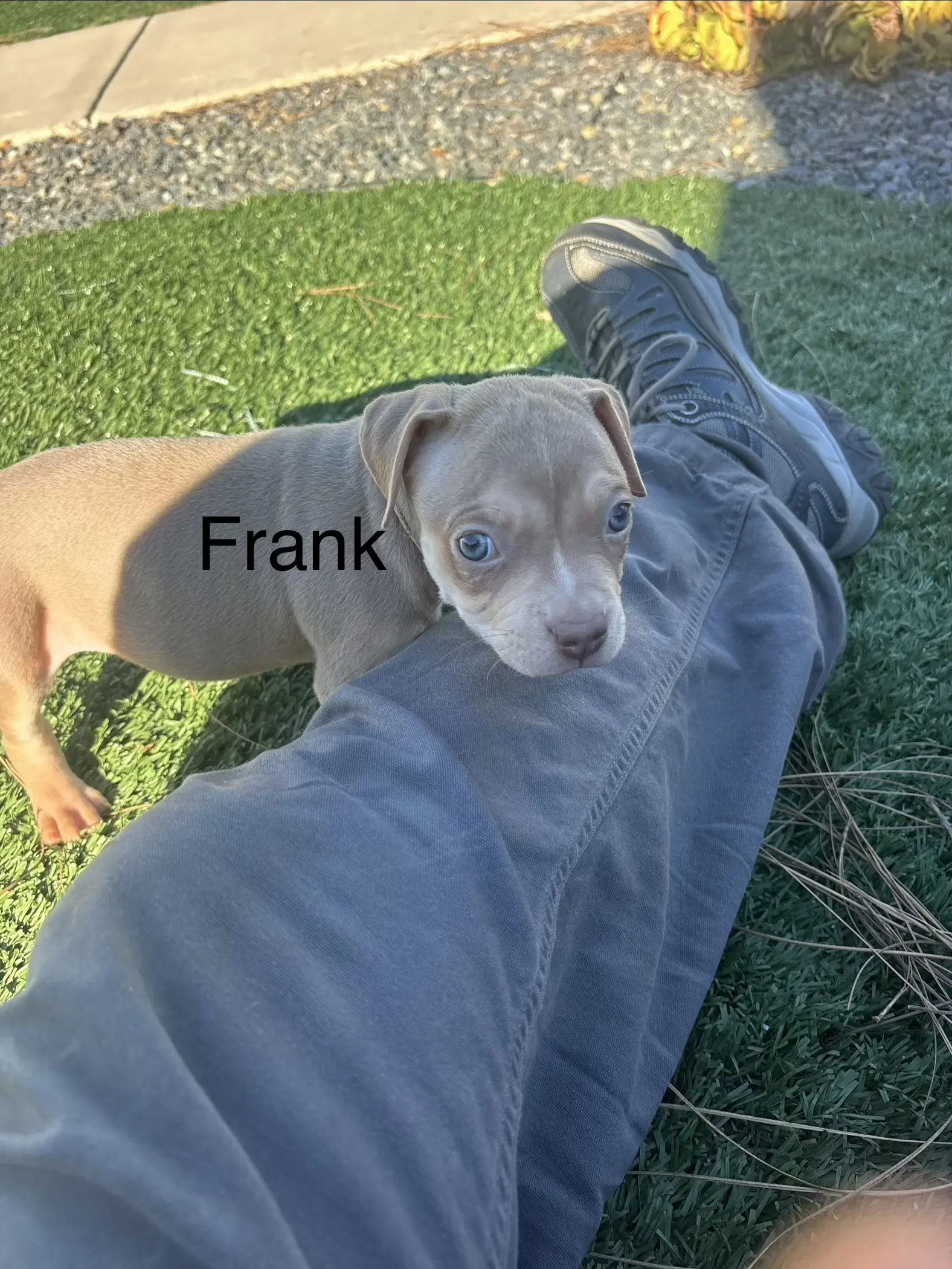 Sweeties Treats- Frank image 2