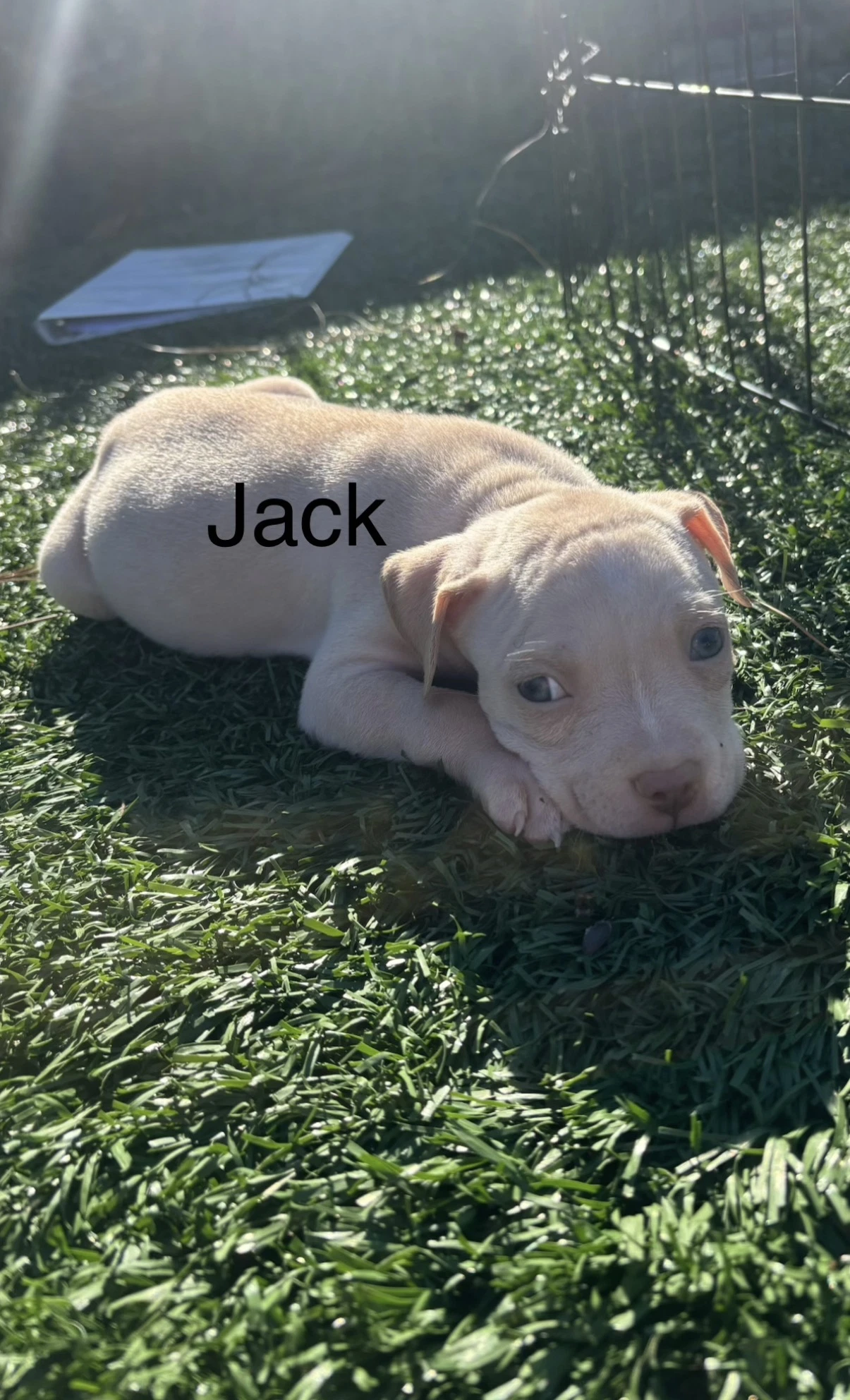 Sweeties Treats- Jack