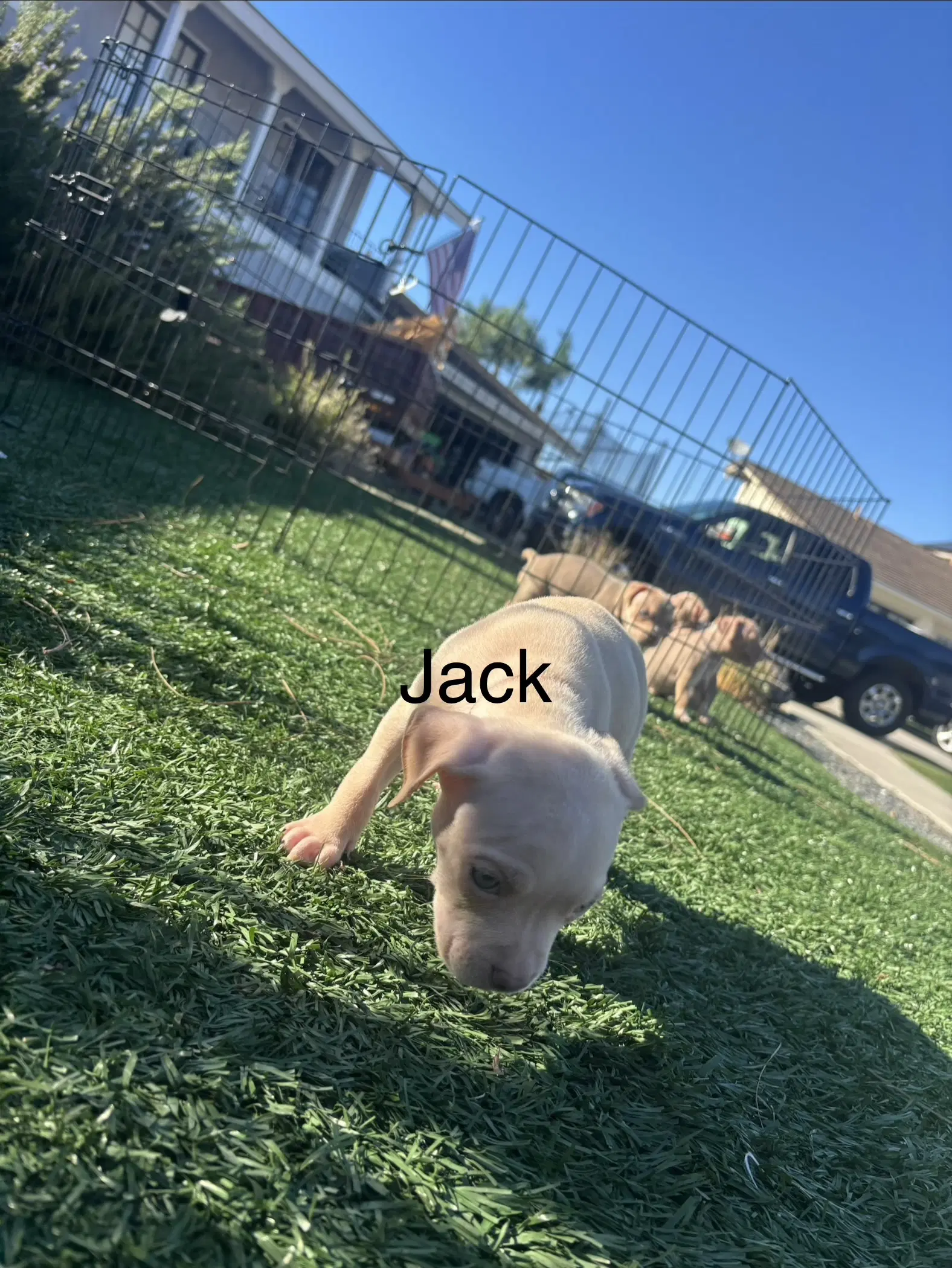 Sweeties Treats- Jack image 2
