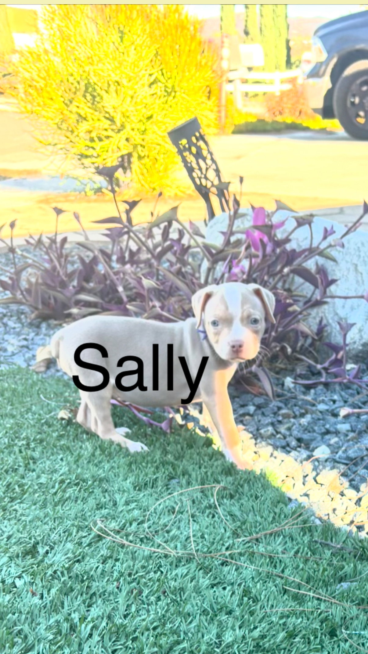 Sweetie’s Treats- Sally