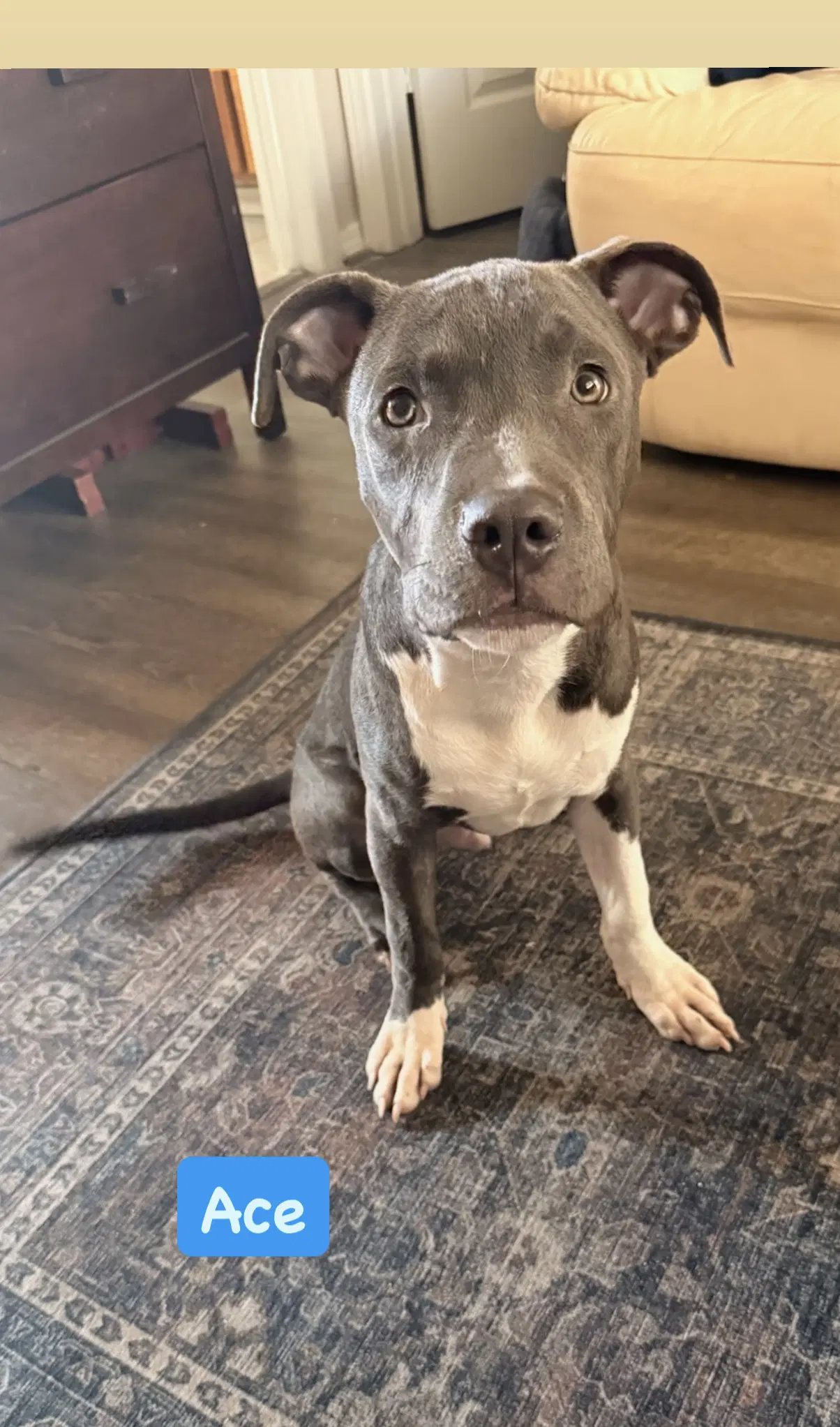 Ace - American Staffordshire Terrier