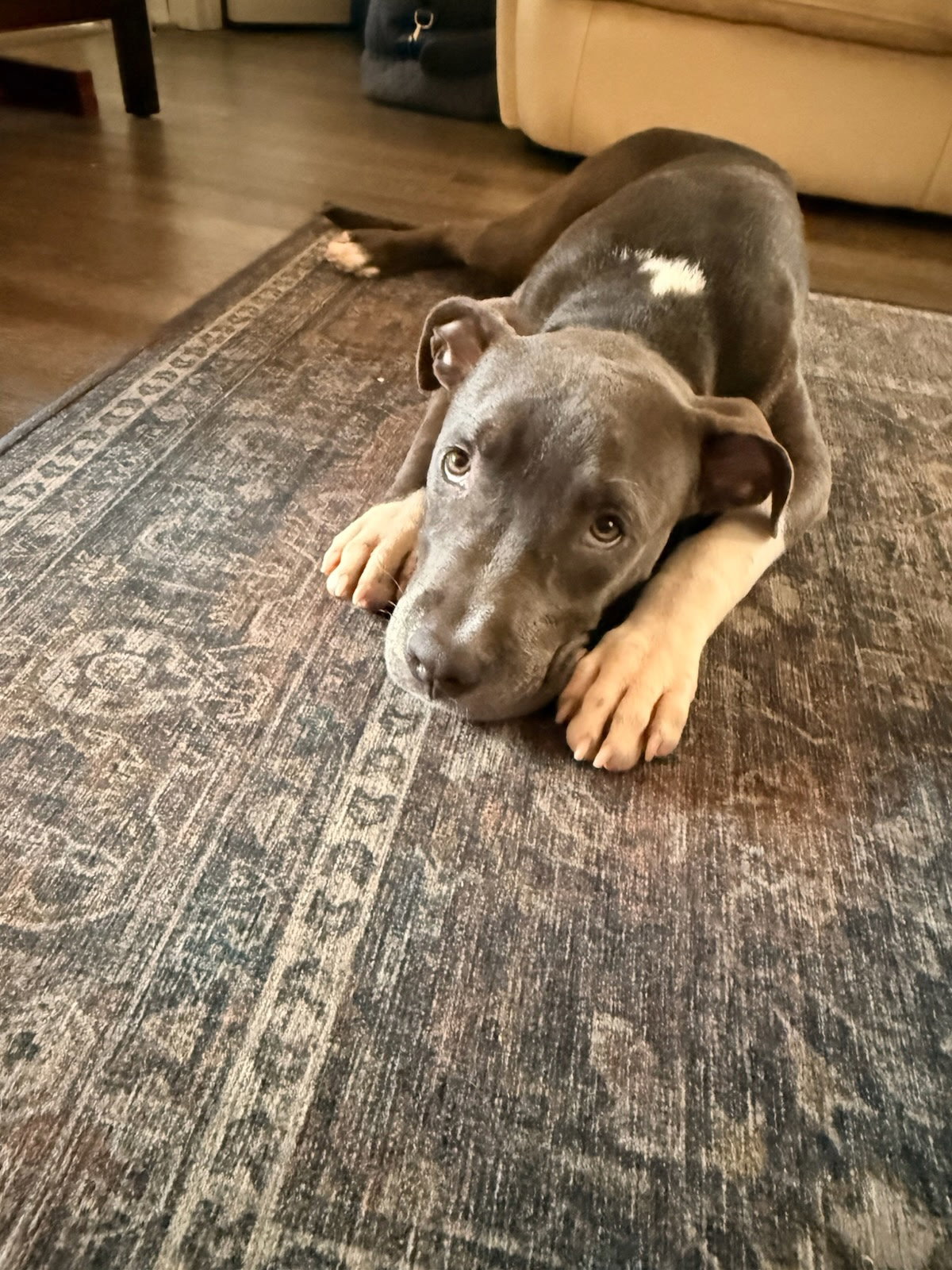 Ace, photo 2