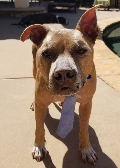 adoptable Dog in San Diego, CA named Duke *Senior Star*
