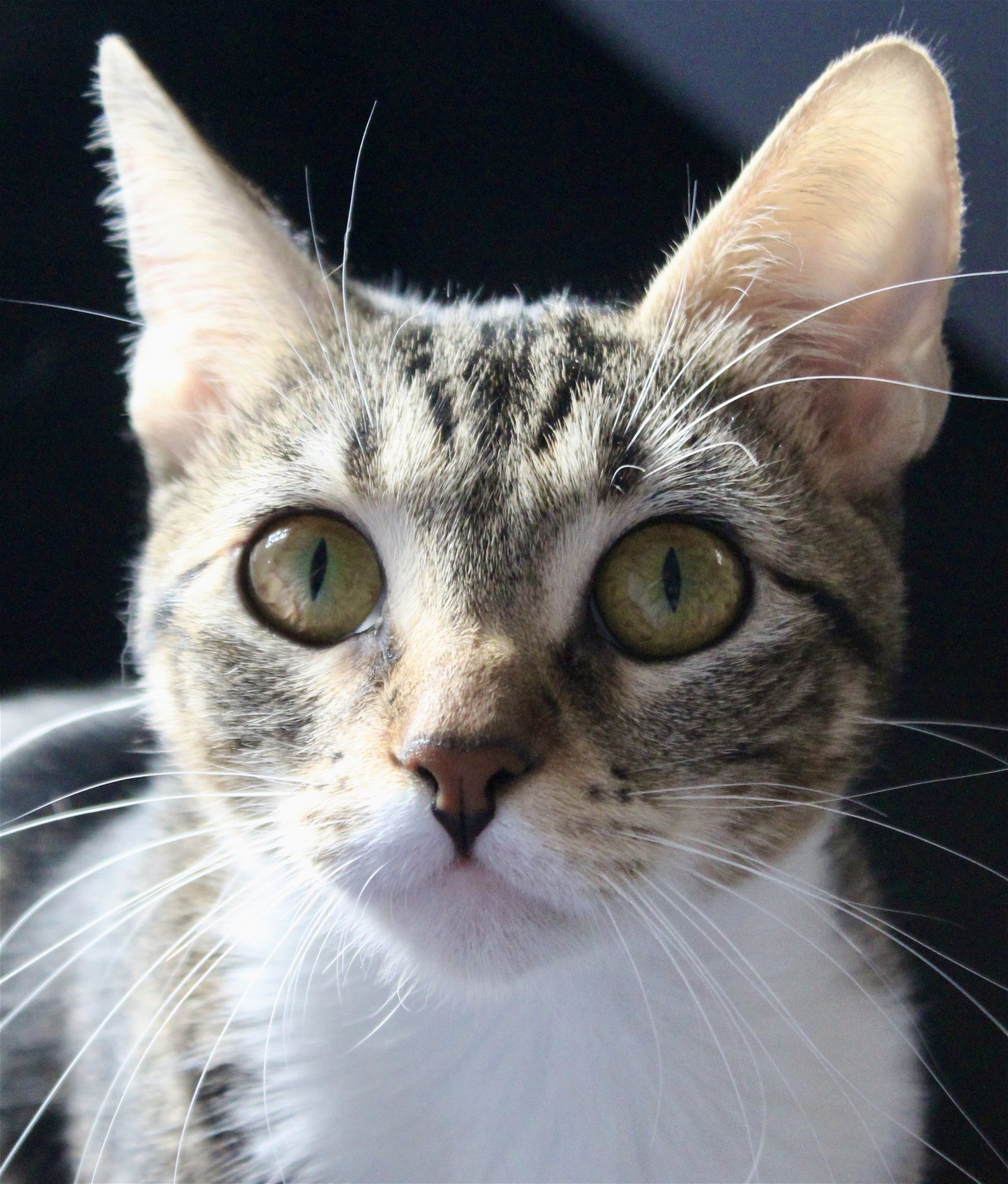 adoptable Cat in Omaha, NE named Cassie - PG
