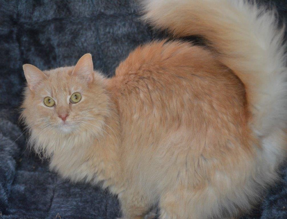 adoptable Cat in Omaha, NE named Nala - MM