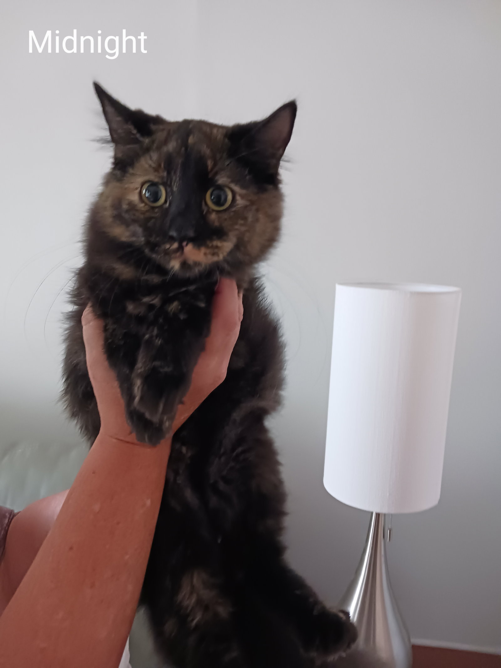 Cat adoption in Council Bluffs, IA 51503 Tortoiseshell / Mixed (medium