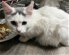 adoptable Cat in , IA named Paper (SR-MB)