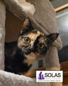 adoptable Cat in Council Bluffs, IA named Gypsy - TW