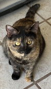 adoptable Cat in , IA named Lucy (ks)