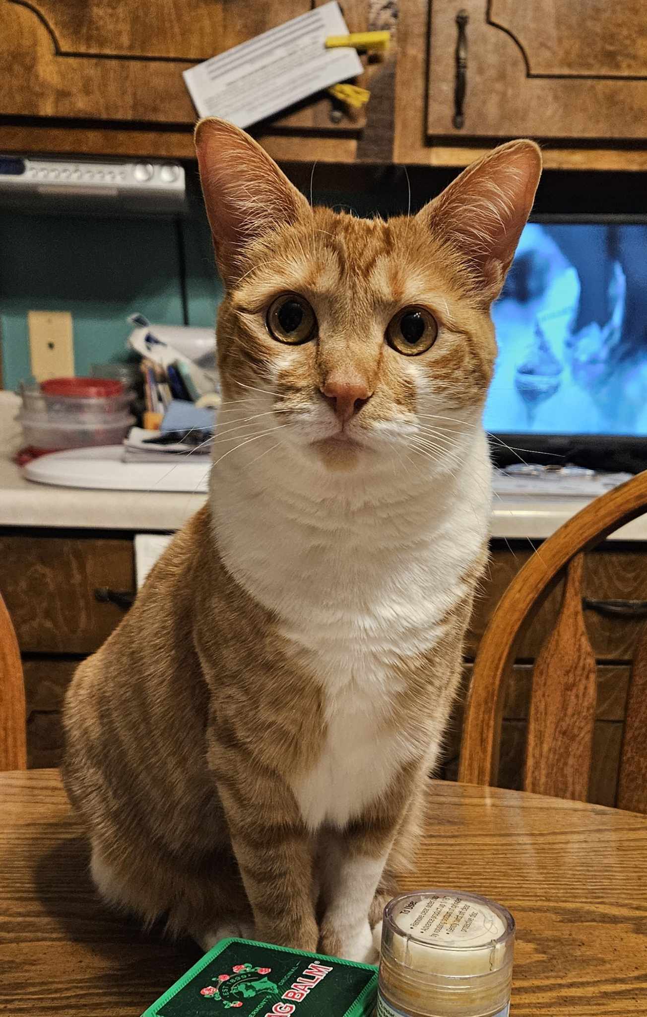 Henny Penny Df - Domestic Short Hair