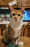 adoptable Cat in Council Bluffs, IA named Henny Penny DF