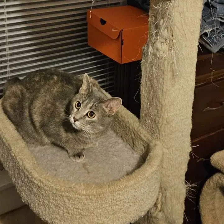 Cj - Df - Domestic Short Hair