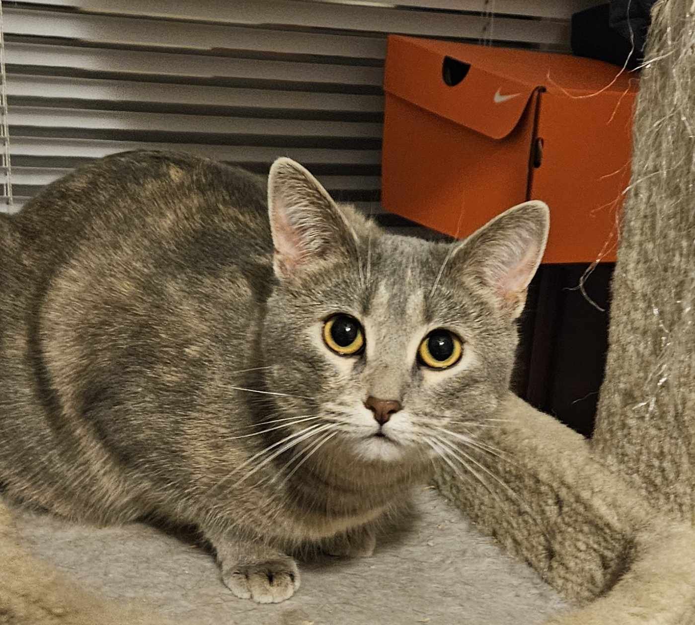 adoptable Cat in Council Bluffs, IA named C.J. DF