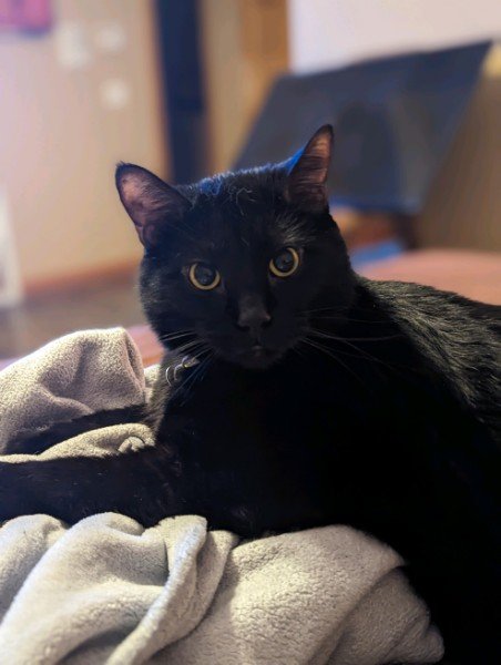 adoptable Cat in Omaha, NE named Lenny -KS