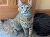 adoptable Cat in , IA named Macy - KC