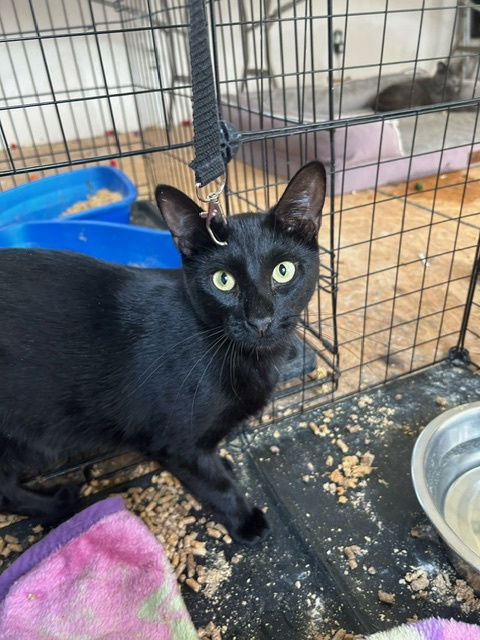 adoptable Cat in Council Bluffs, IA named Bean - TV