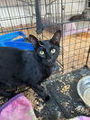 adoptable Cat in , IA named Bean - TV