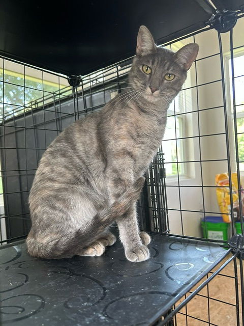 adoptable Cat in Council Bluffs, IA named Chloe - TV