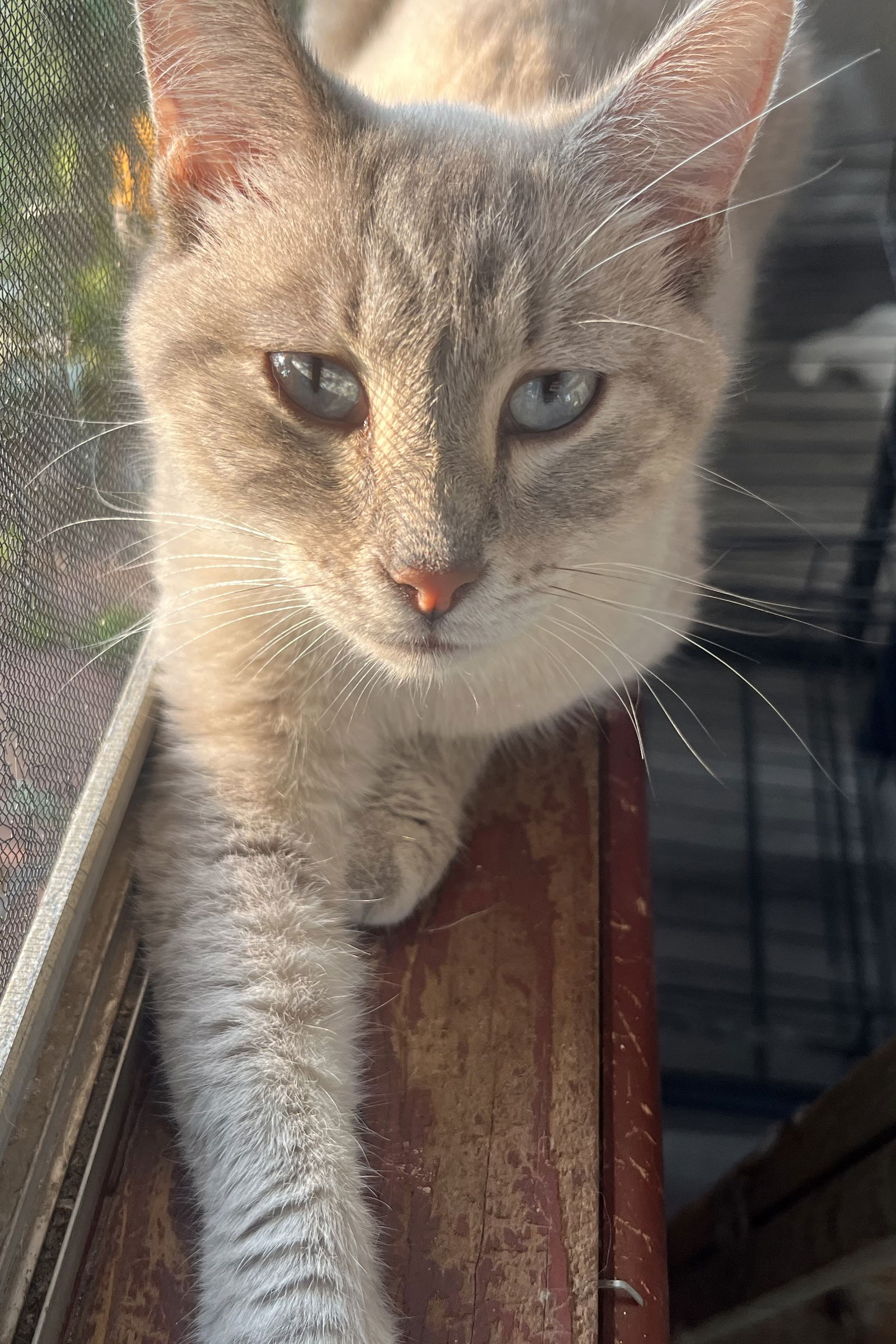 adoptable Cat in Council Bluffs, IA named Skittles - SR