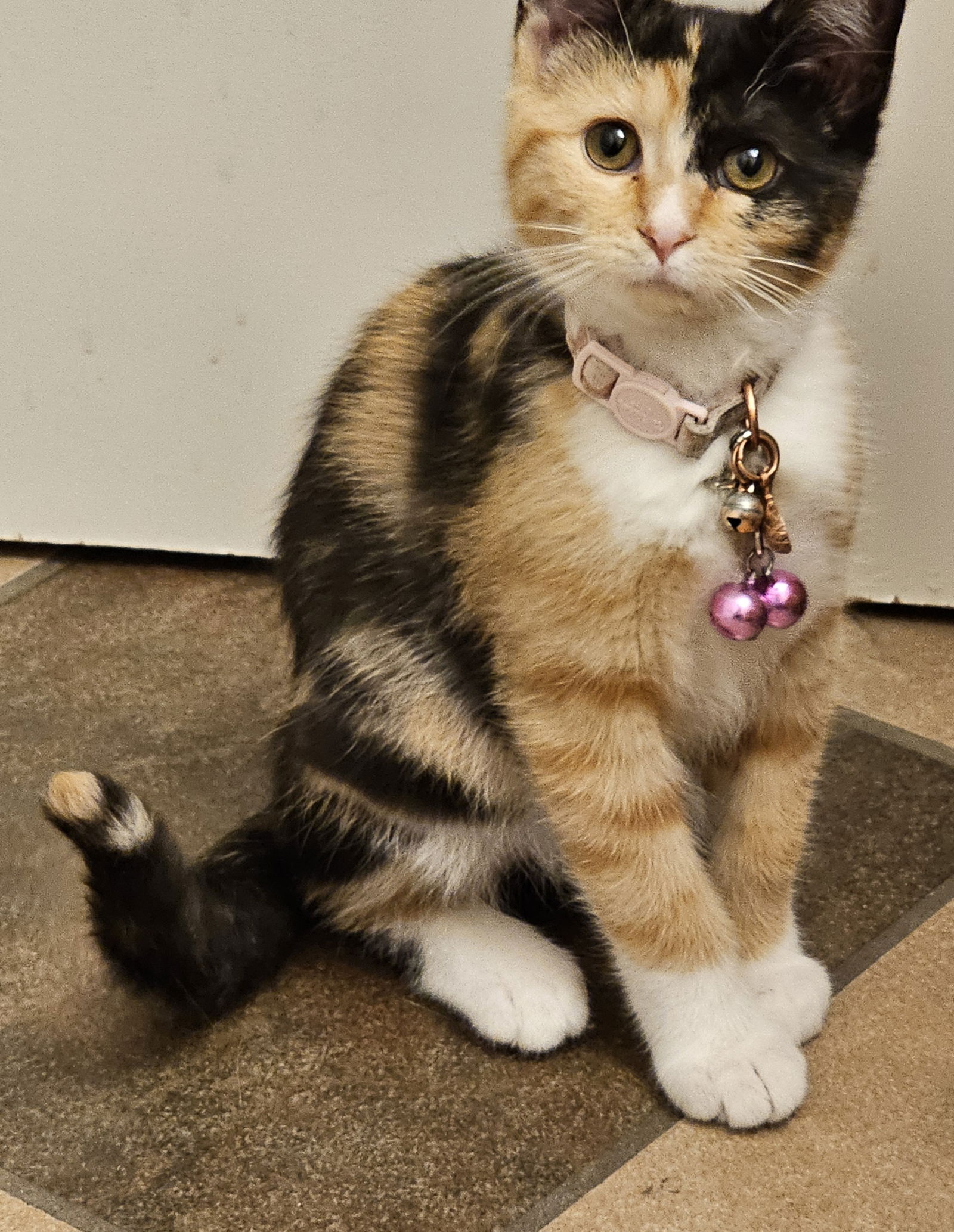 adoptable Cat in Council Bluffs, IA named Pansy -SR