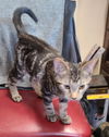 adoptable Cat in , IA named Stripes (TV)