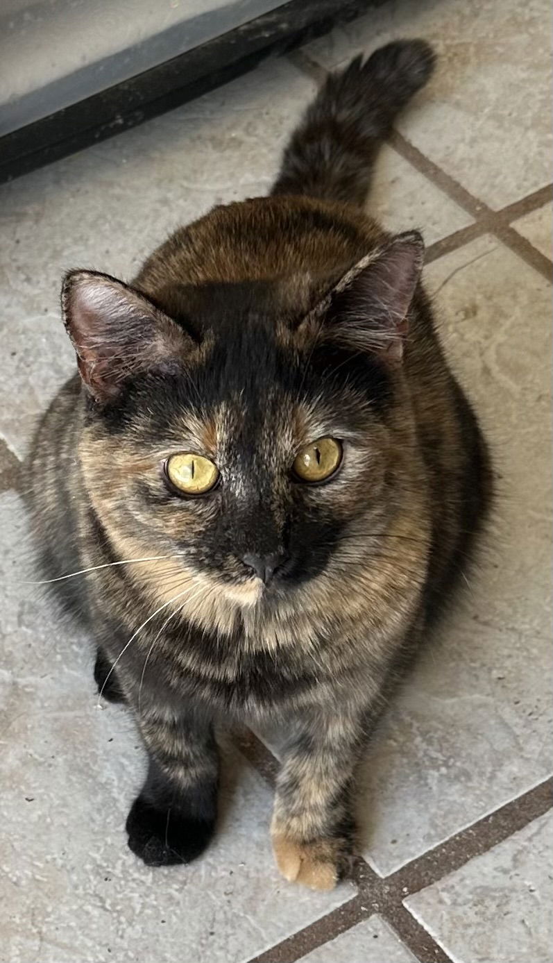 adoptable Cat in Council Bluffs, IA named Lucy - KS