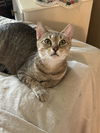 adoptable Cat in , NE named Tigger Bear -- (ab)