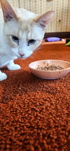 adoptable Cat in  named Marshmallow -- (df)