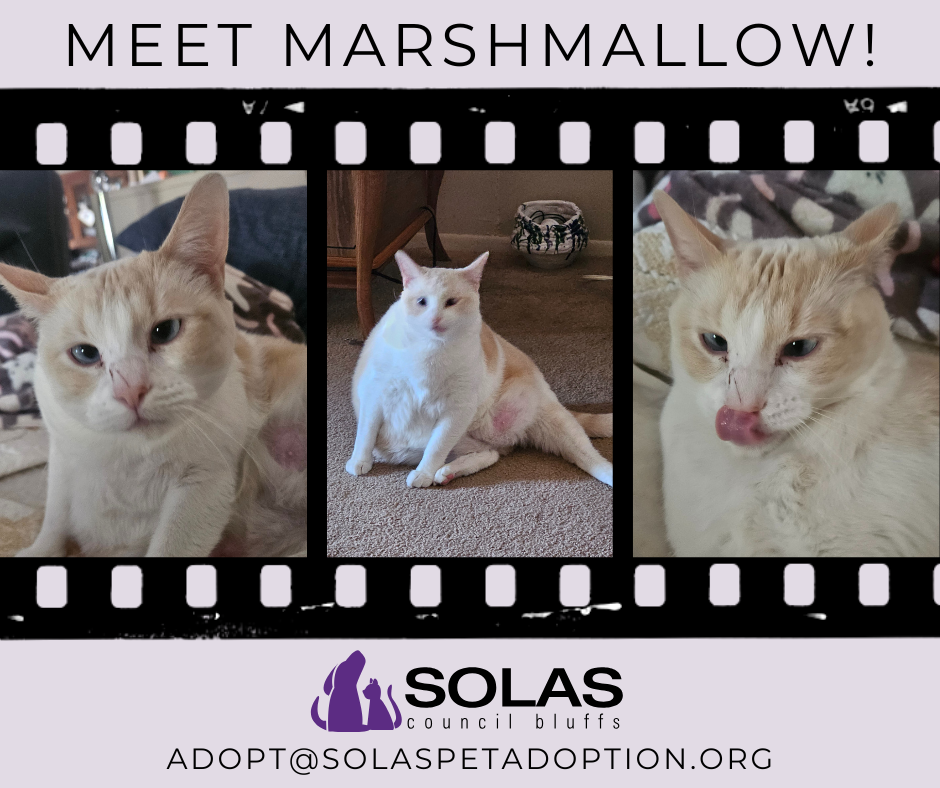 Marshmallow -- (df)