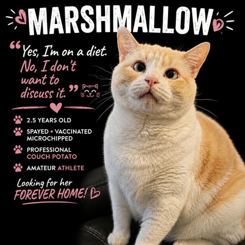 Marshmallow, a cat for adoption from SOLAS