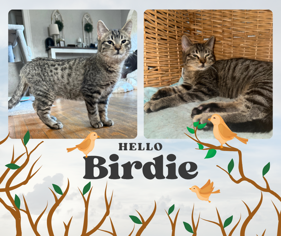 Birdie  --  (jm)