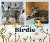 Birdie  --  (jm) - Photo 1