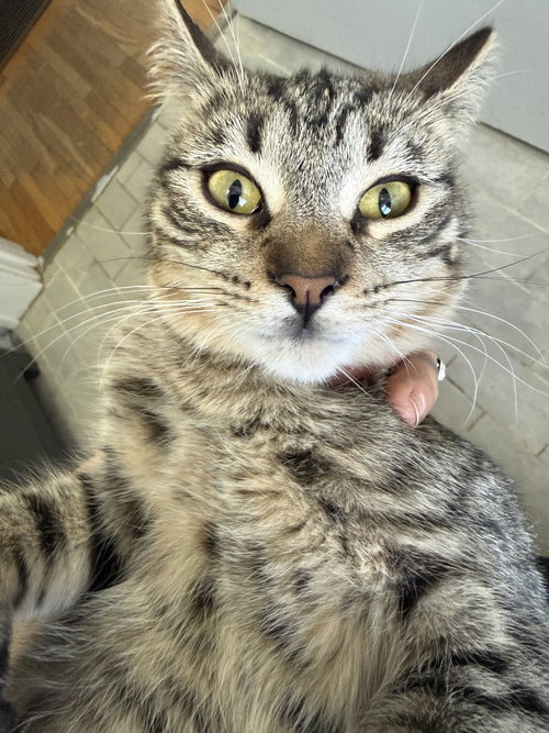 BIRDIE  --  (JM) - Domestic Short Hair / Tabby available for adoption