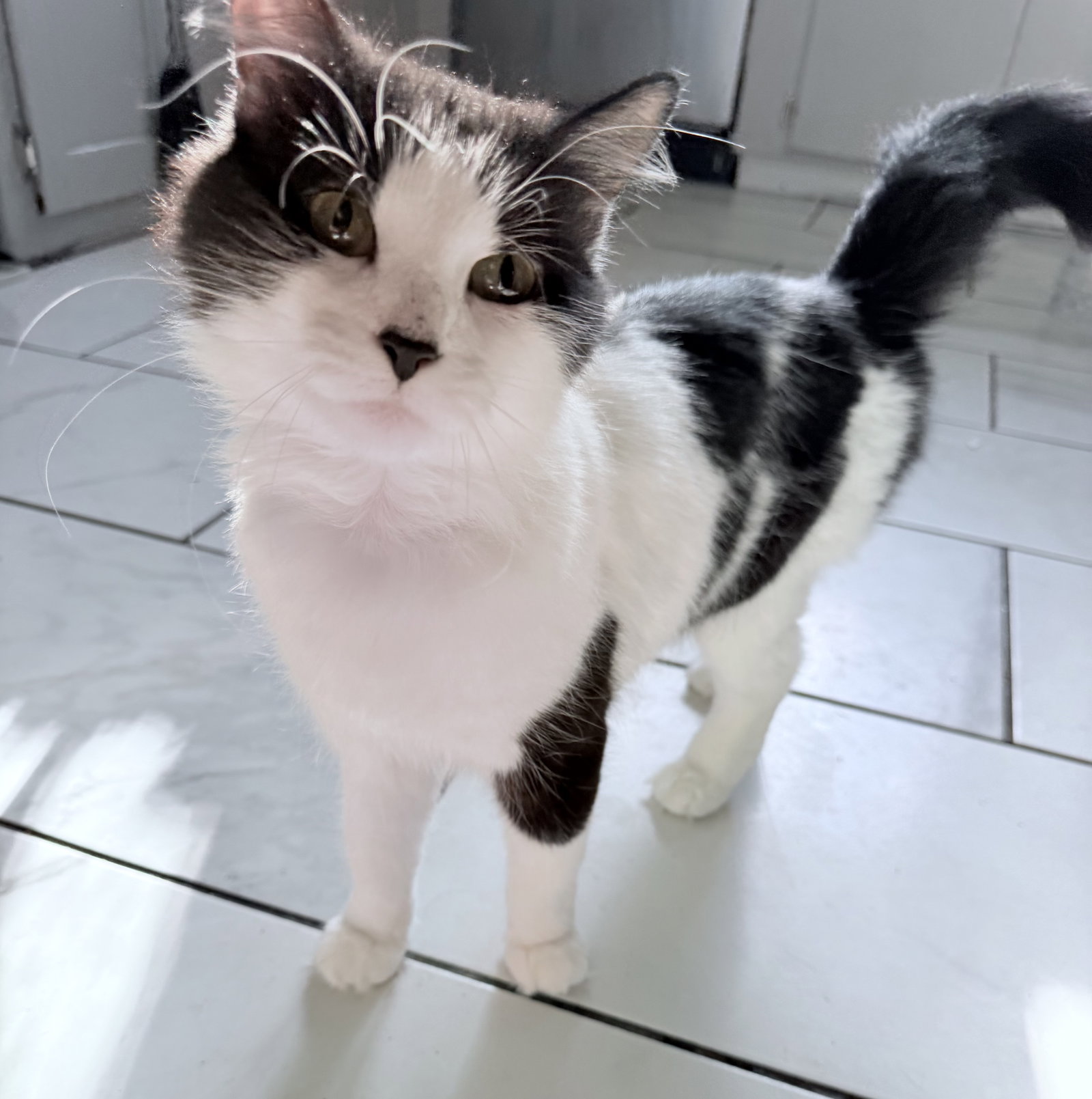 Mitzi - JM