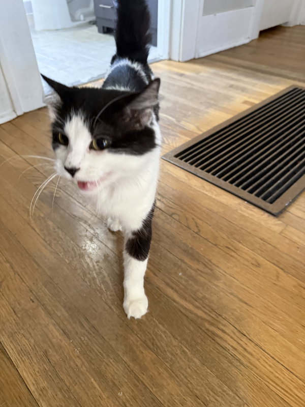 Mitzi - JM