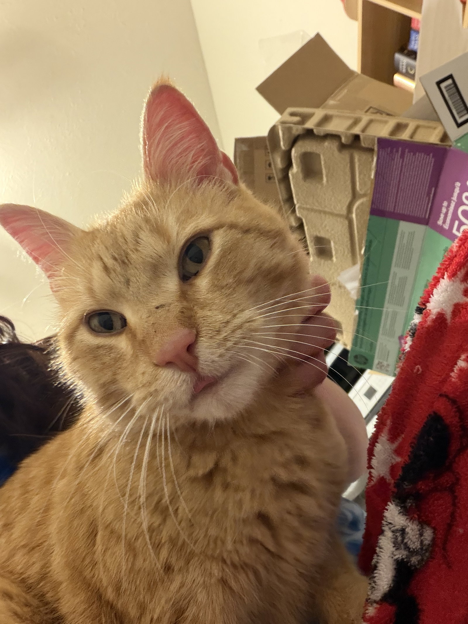 Tigger - CC