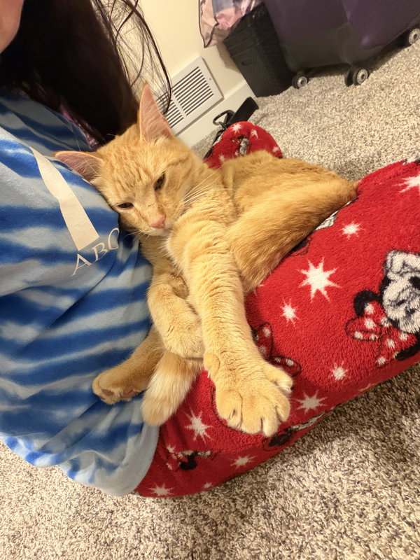 Tigger - CC