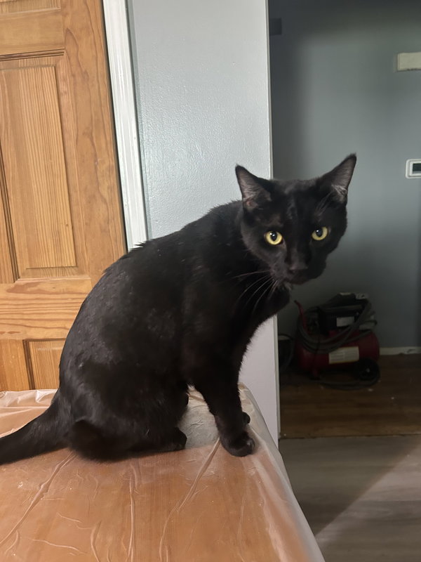 Loki - TV