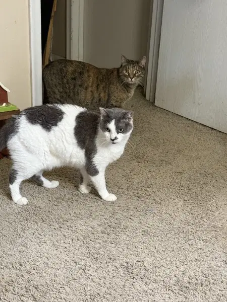 Cleo And Charlie - Domestic Short Hair