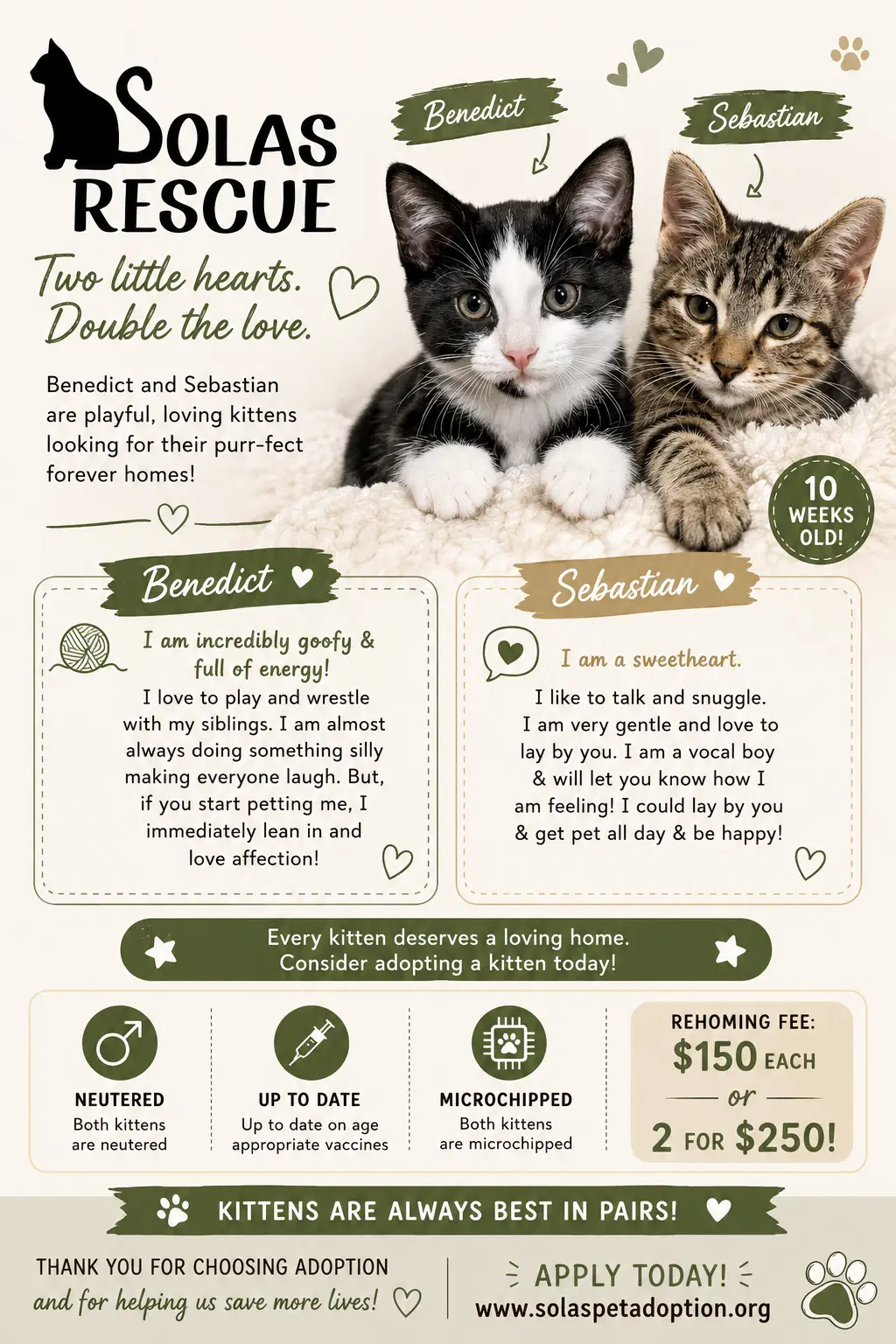 Sebastian And Benedict - Domestic Short Hair
